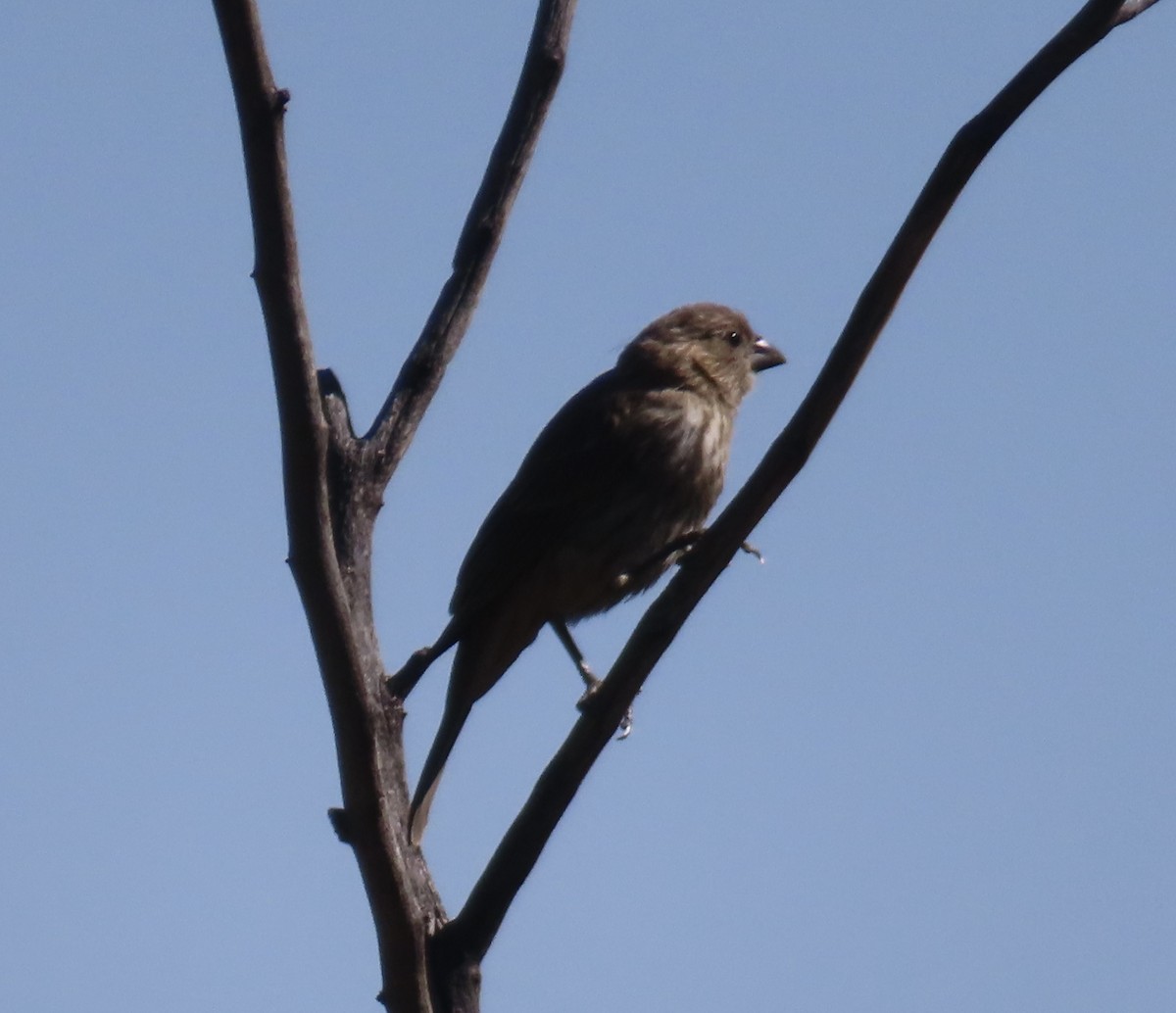 House Finch - ML620458629