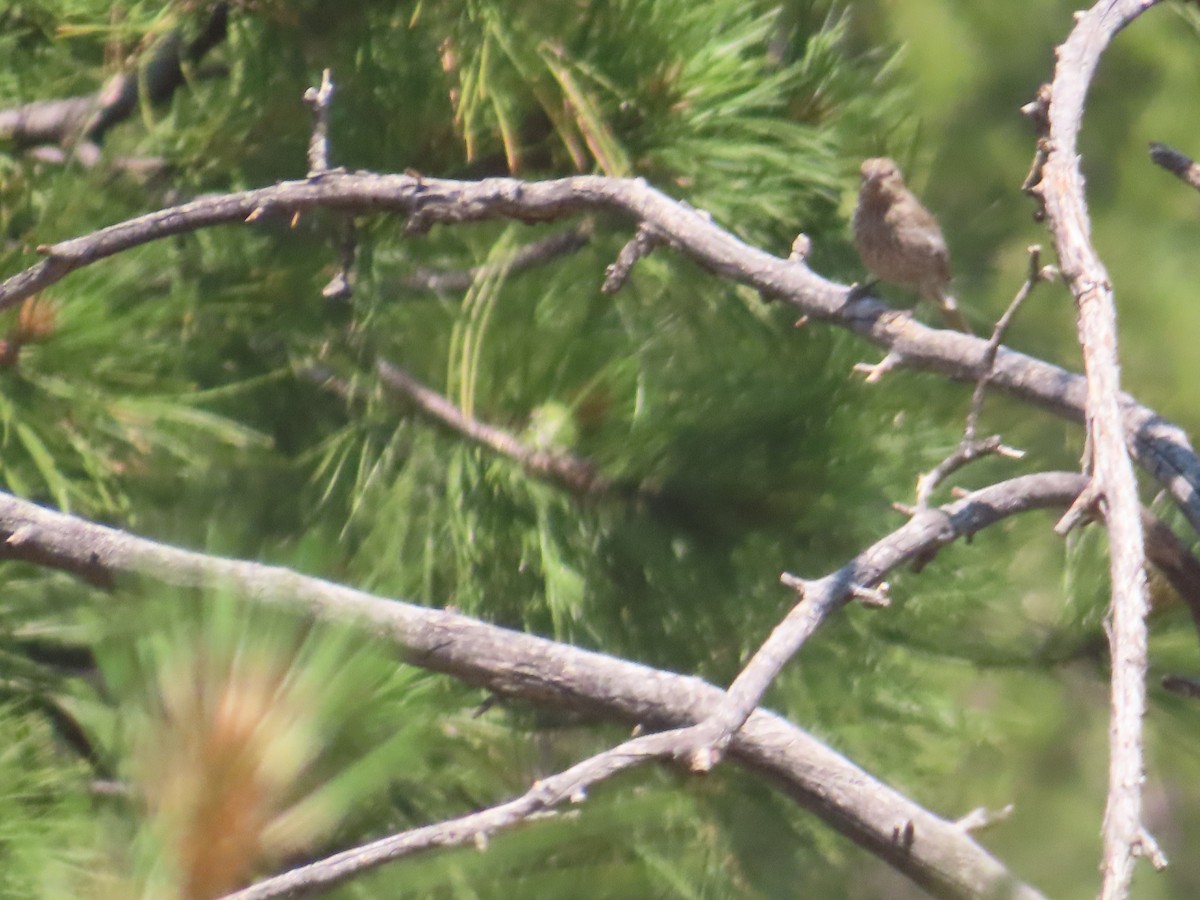 House Finch - ML620458632