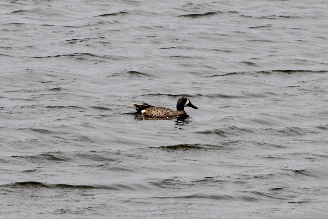 Blue-winged Teal - ML620458633