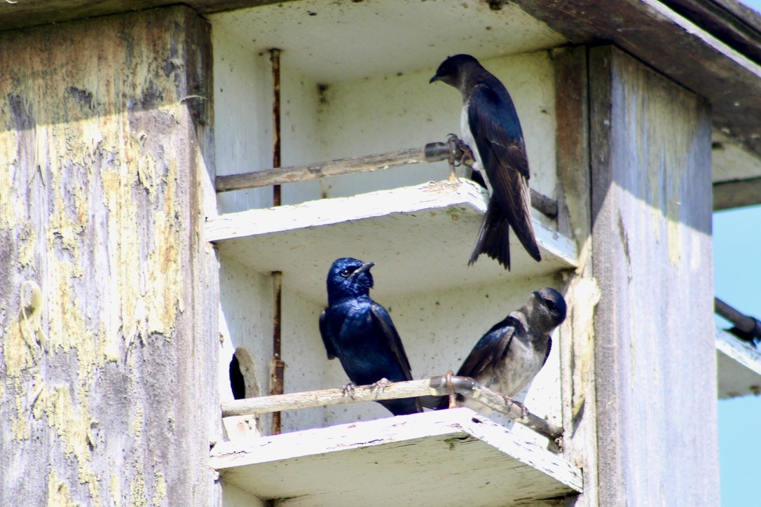 Purple Martin - ML620458636