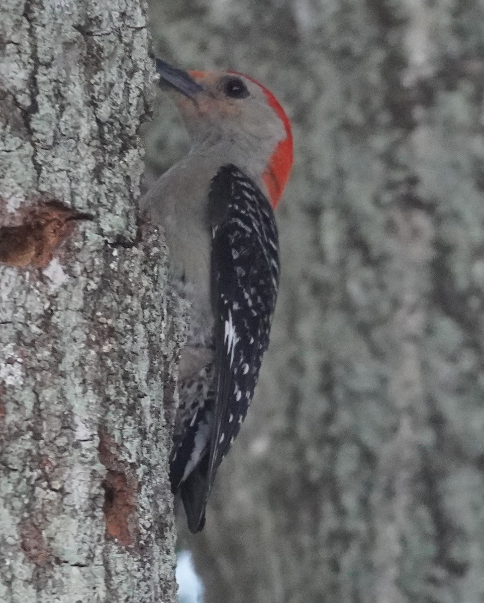 Red-bellied Woodpecker - ML620458637