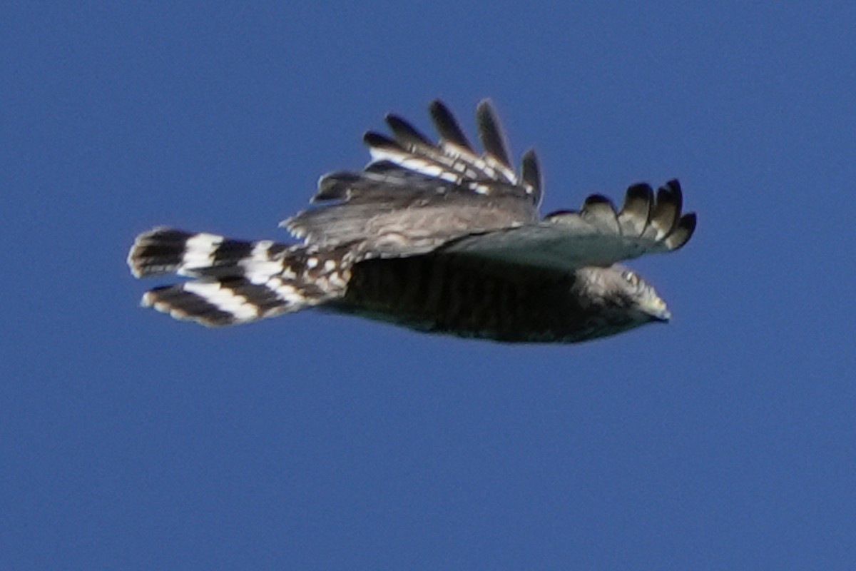 Broad-winged Hawk - ML620458639