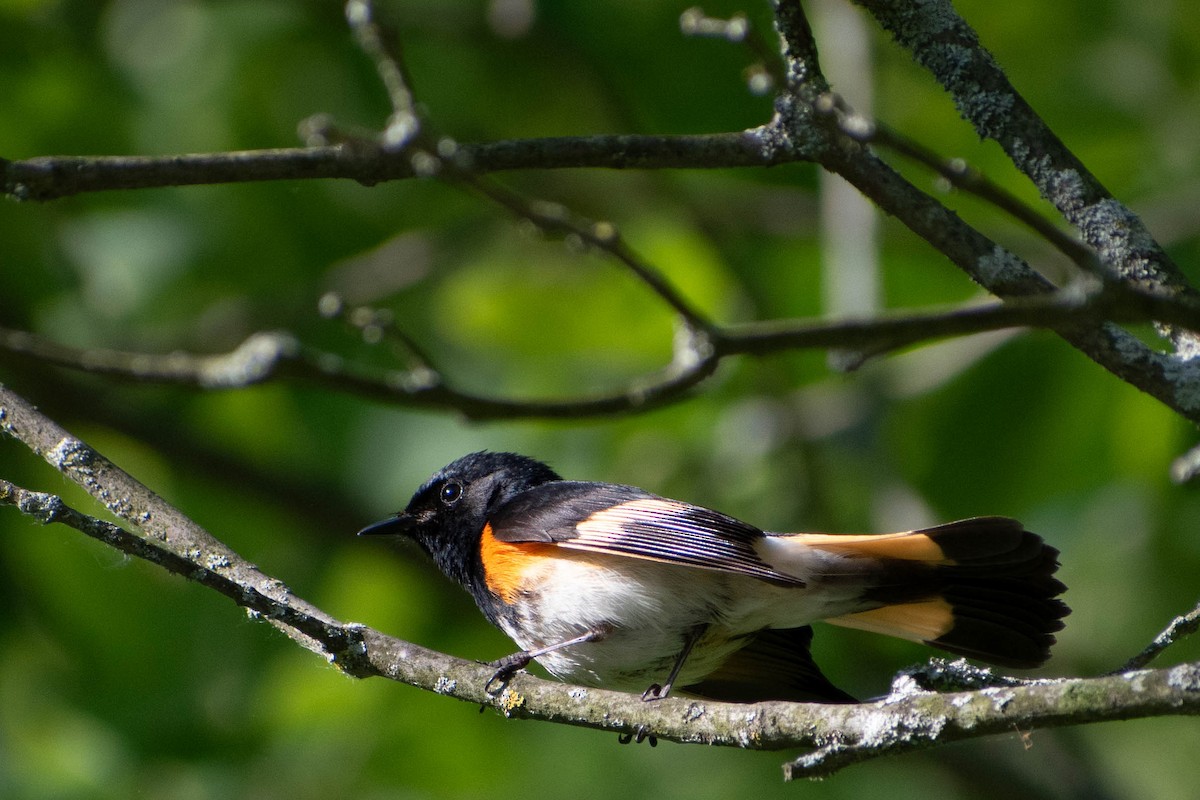 American Redstart - ML620458641