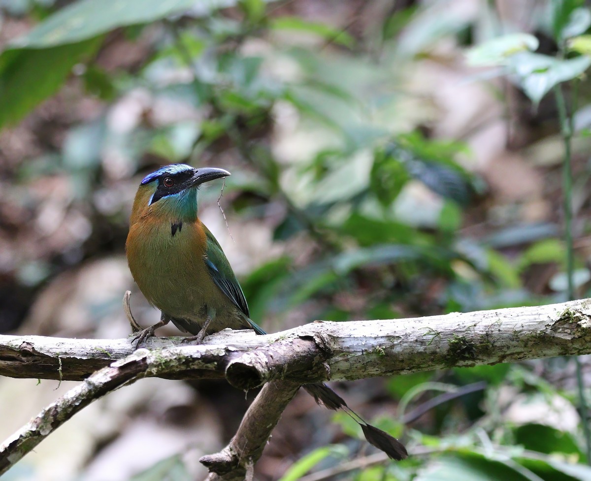 Lesson's Motmot - ML620458643