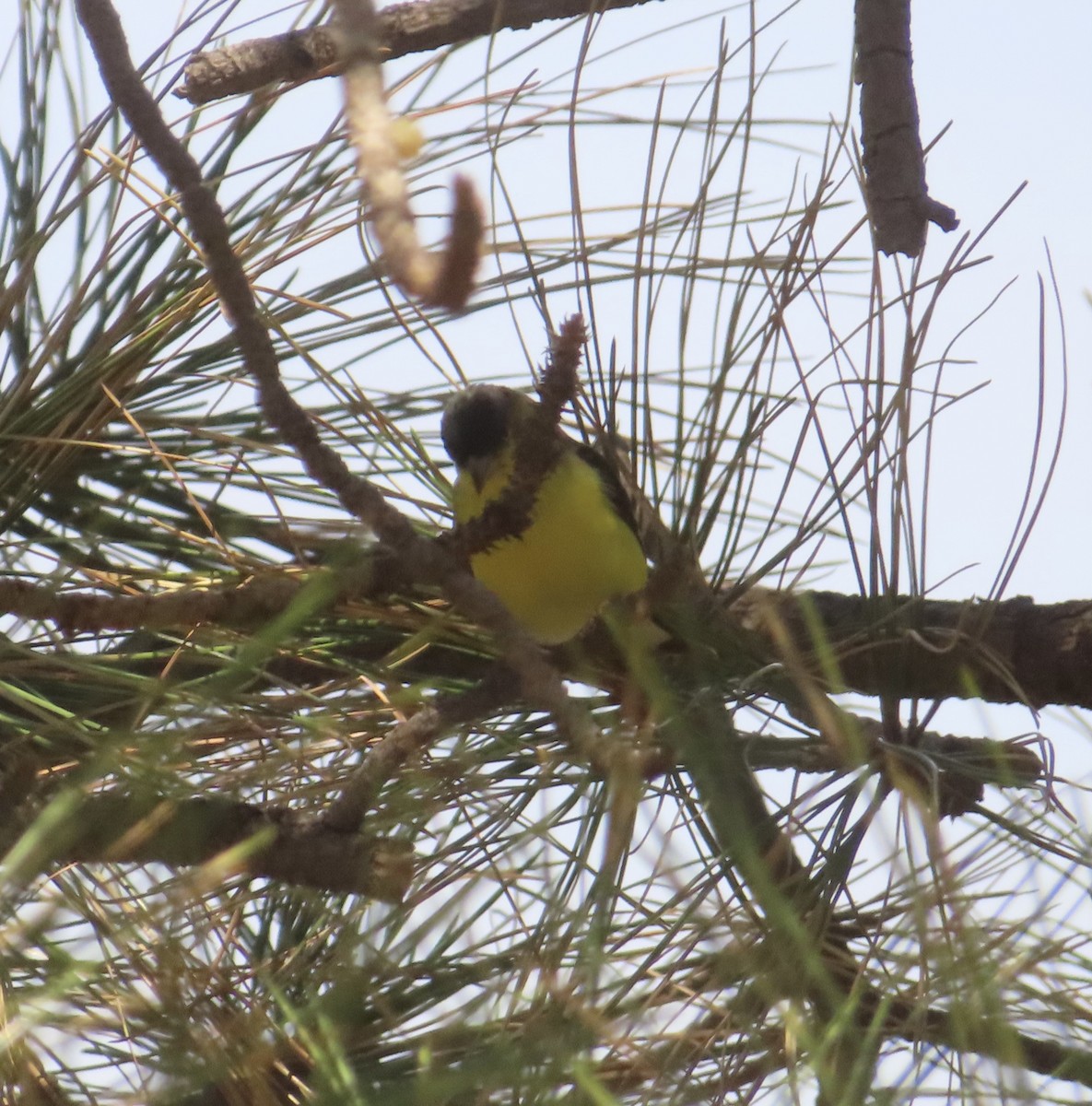 Lesser Goldfinch - ML620458648