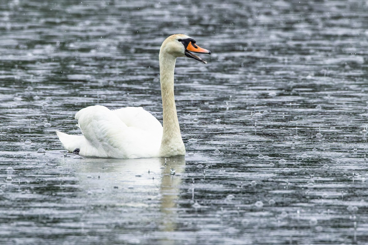 Cygne tuberculé - ML620458650