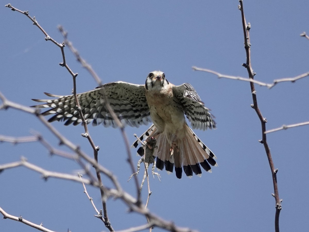 American Kestrel - ML620458654