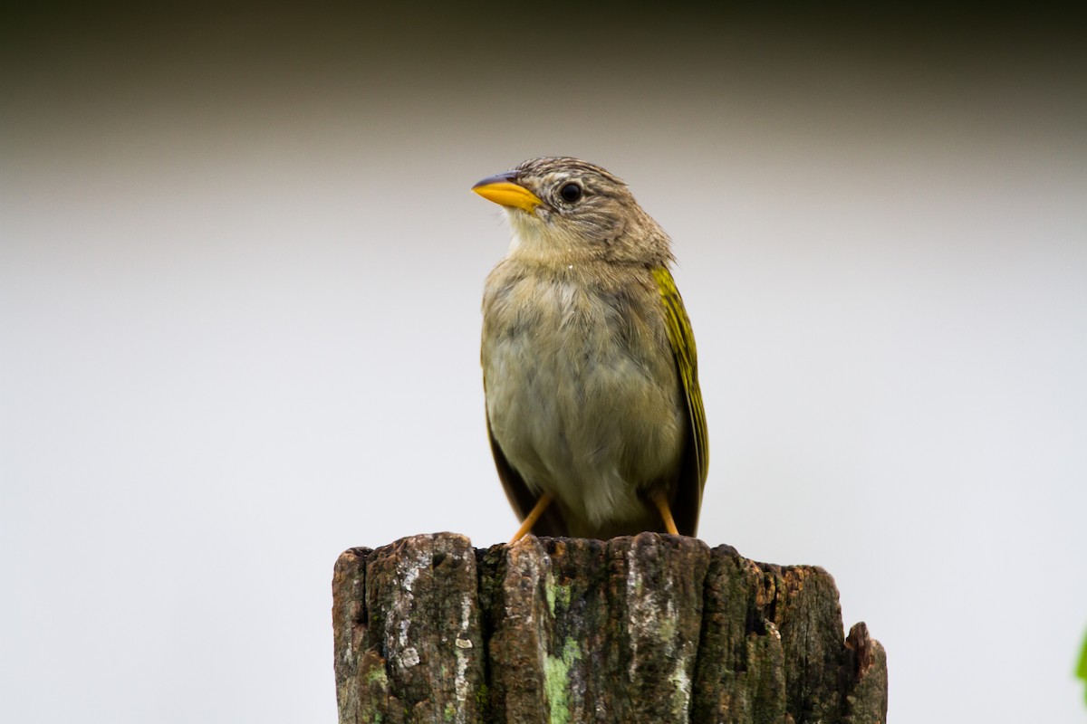 Wedge-tailed Grass-Finch - ML620458655