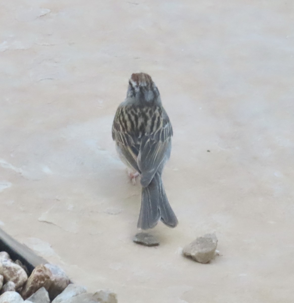 Chipping Sparrow - ML620458656