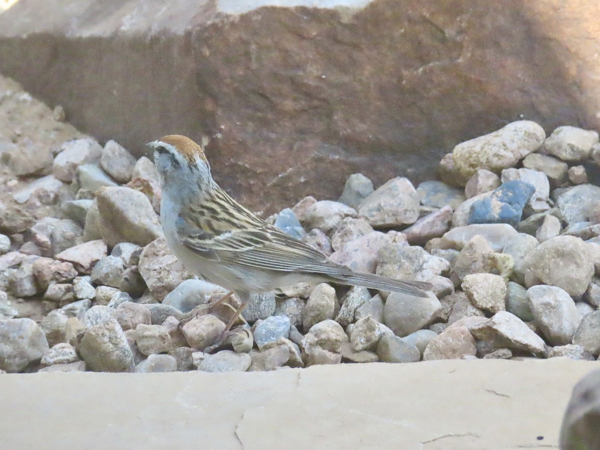 Chipping Sparrow - ML620458657