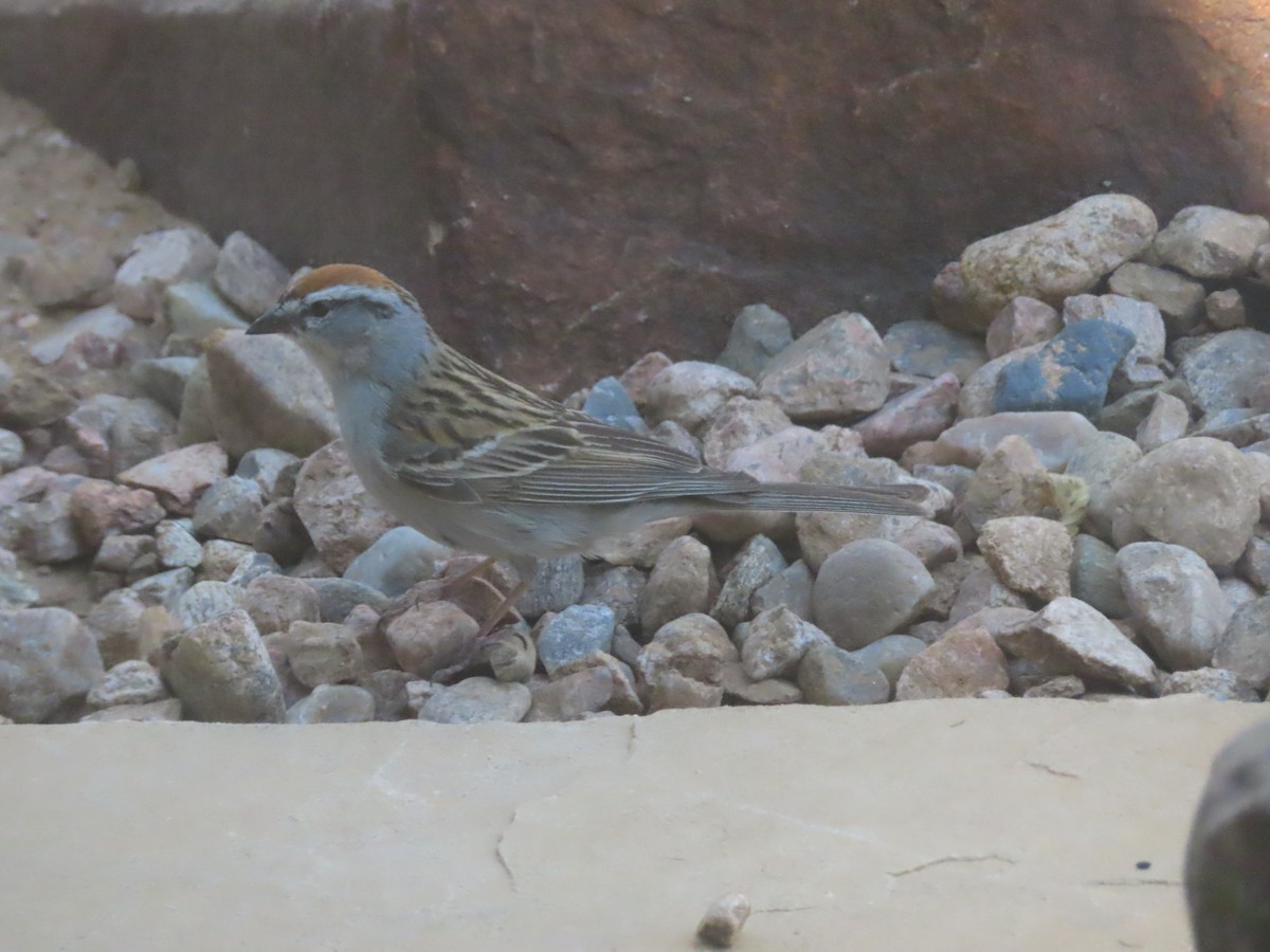 Chipping Sparrow - ML620458658