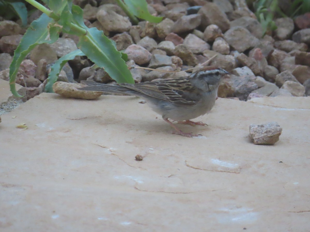 Chipping Sparrow - ML620458659