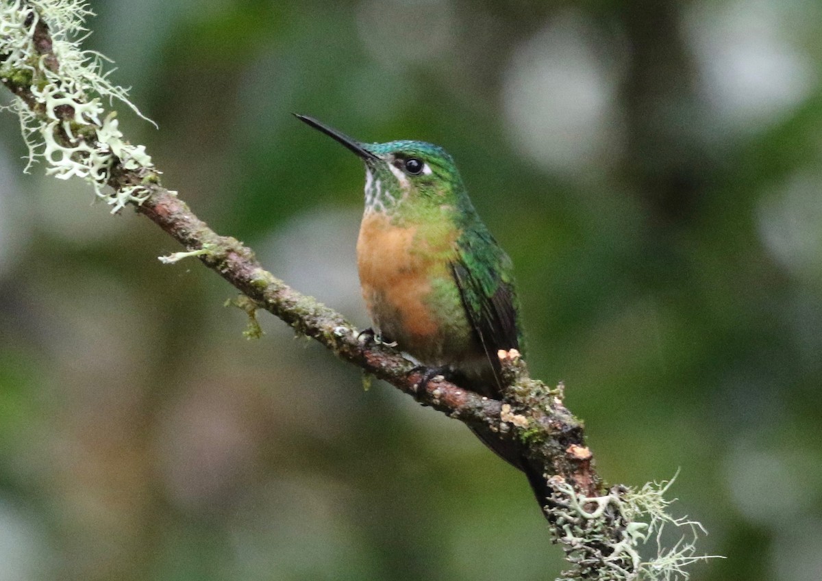 Long-tailed Sylph - ML620458665