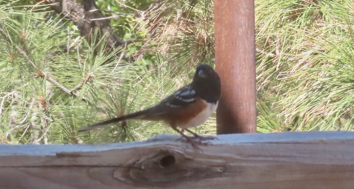 Spotted Towhee - ML620458668