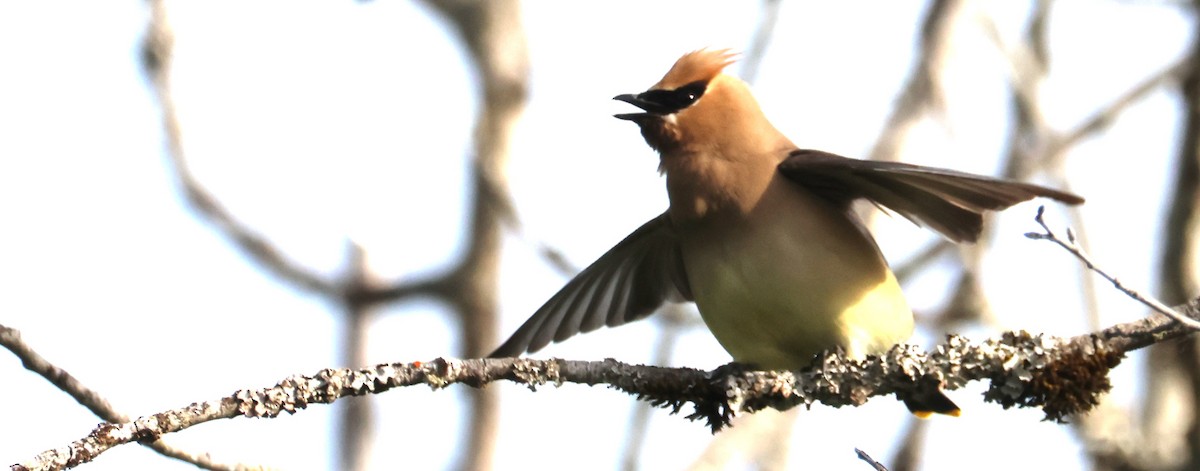 Cedar Waxwing - ML620458671