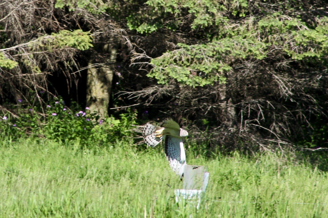 Northern Harrier - ML620458672