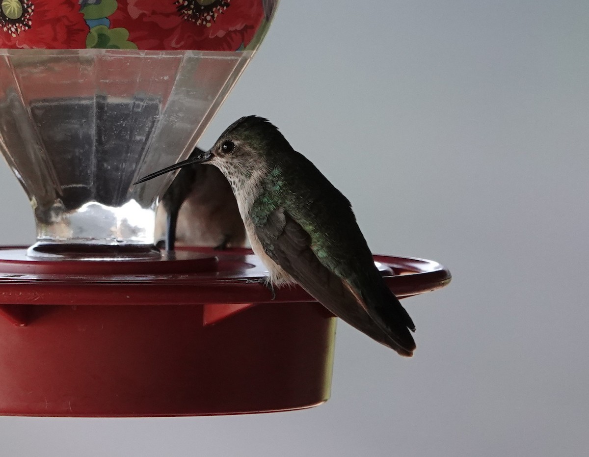 Broad-tailed Hummingbird - ML620458687