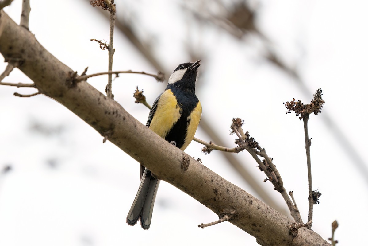 Great Tit - ML620458701