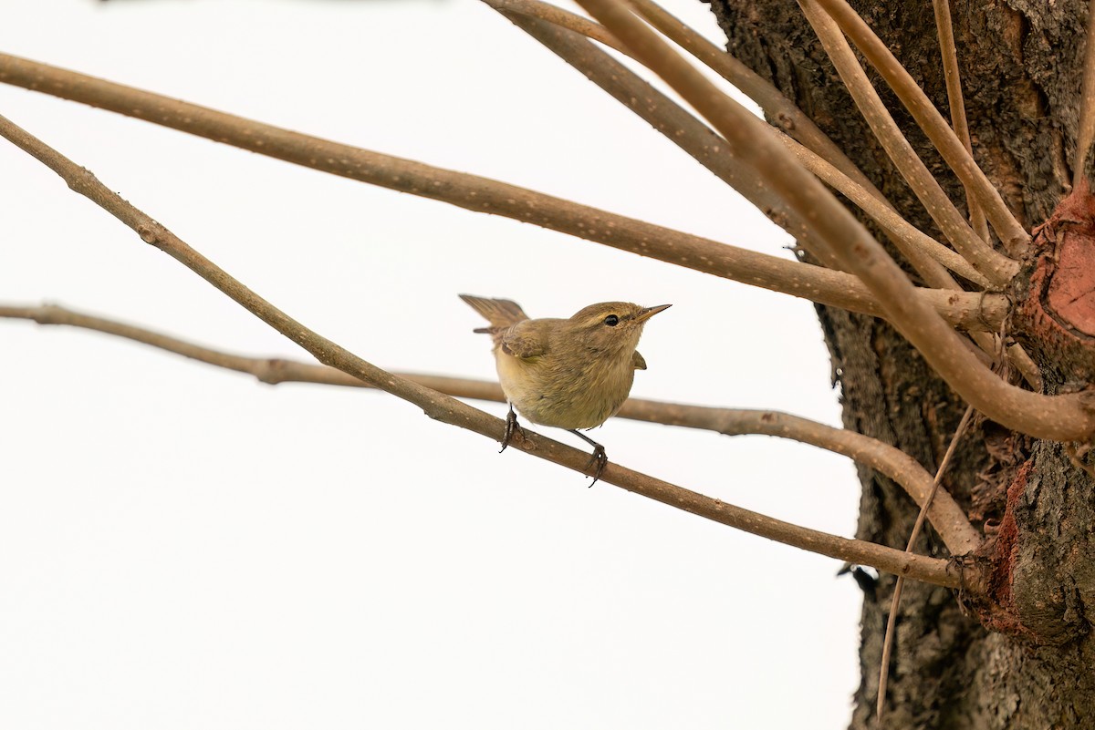 Common Chiffchaff - ML620458705