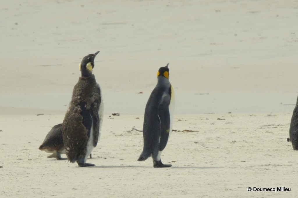 tučňák patagonský - ML62045871