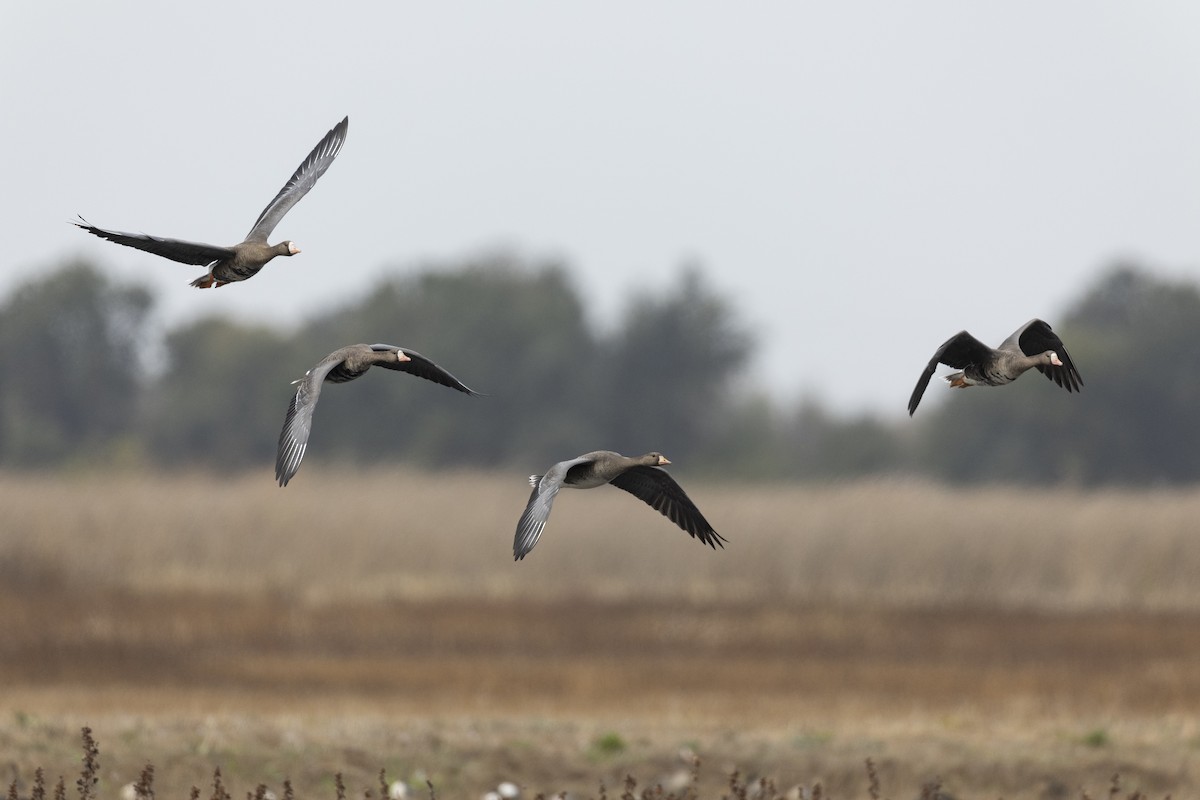 Greater White-fronted Goose (Western) - ML620458710