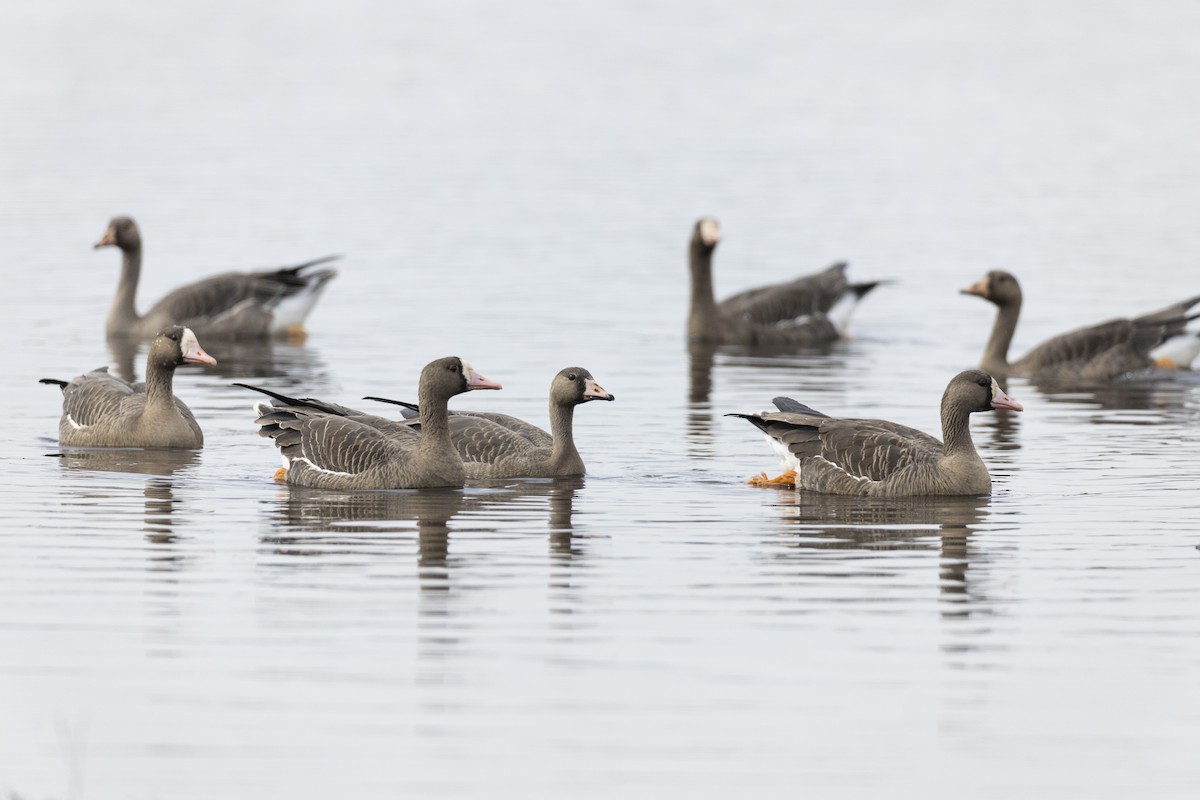 Greater White-fronted Goose - ML620458711