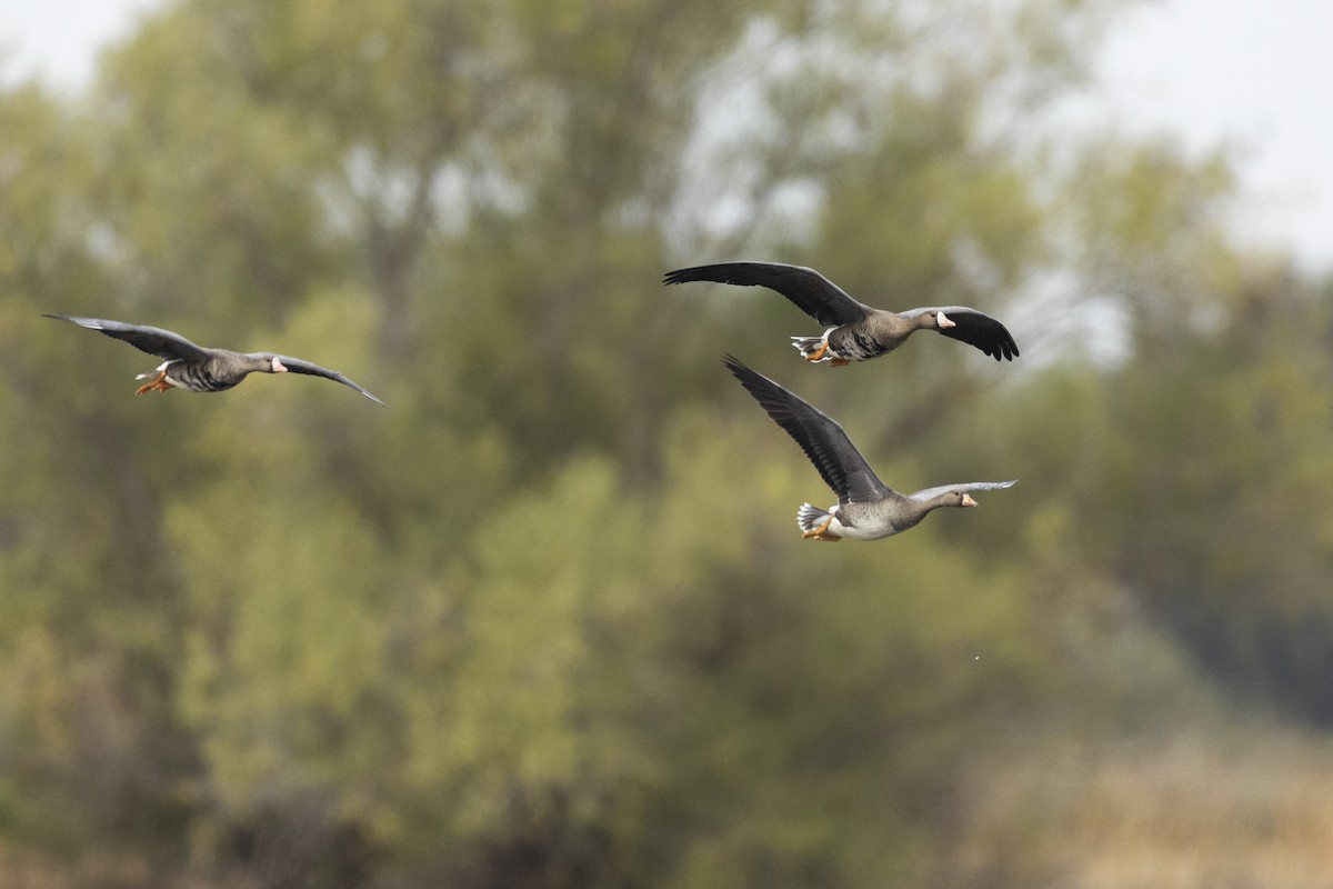 Greater White-fronted Goose - ML620458712