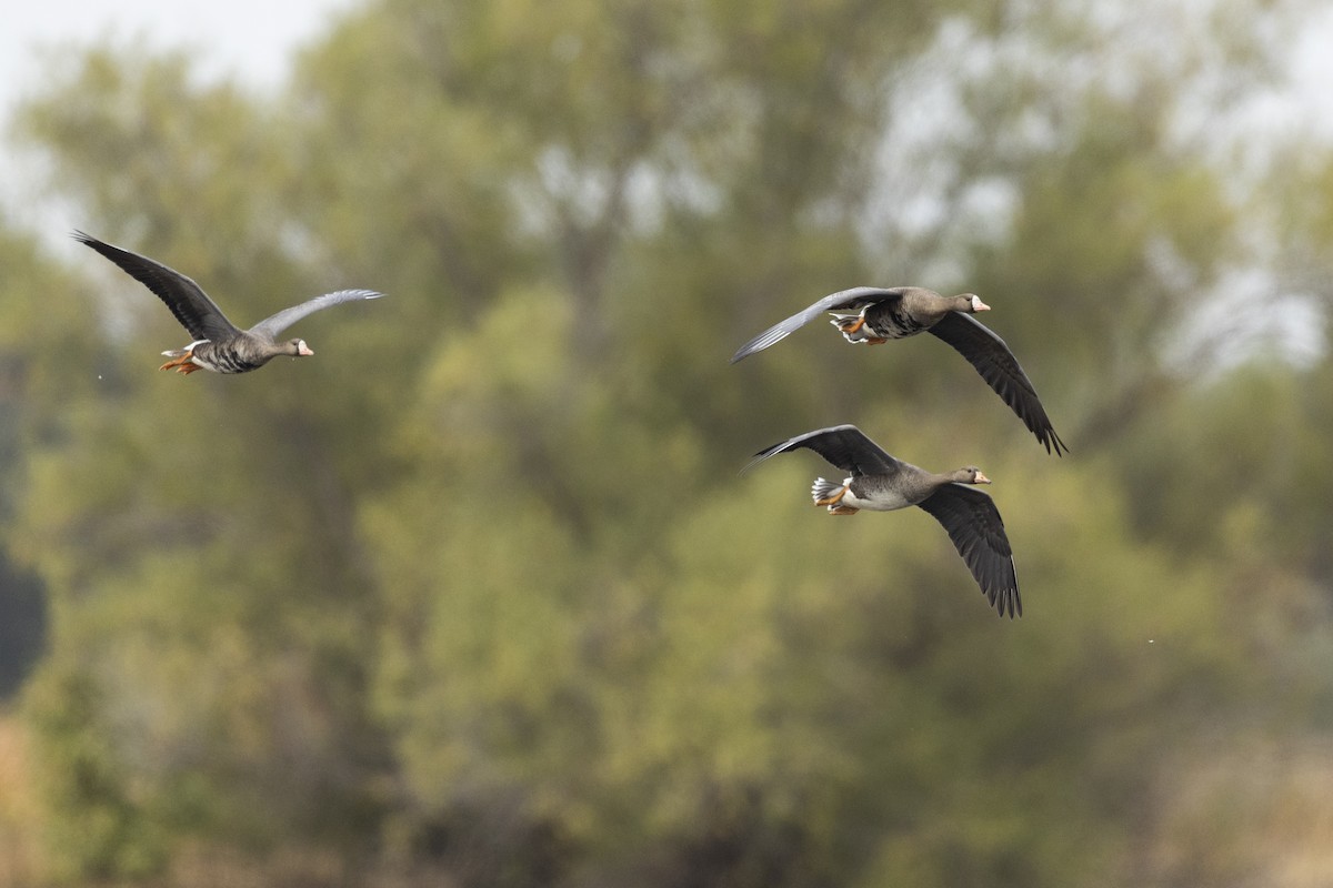 Greater White-fronted Goose - ML620458713