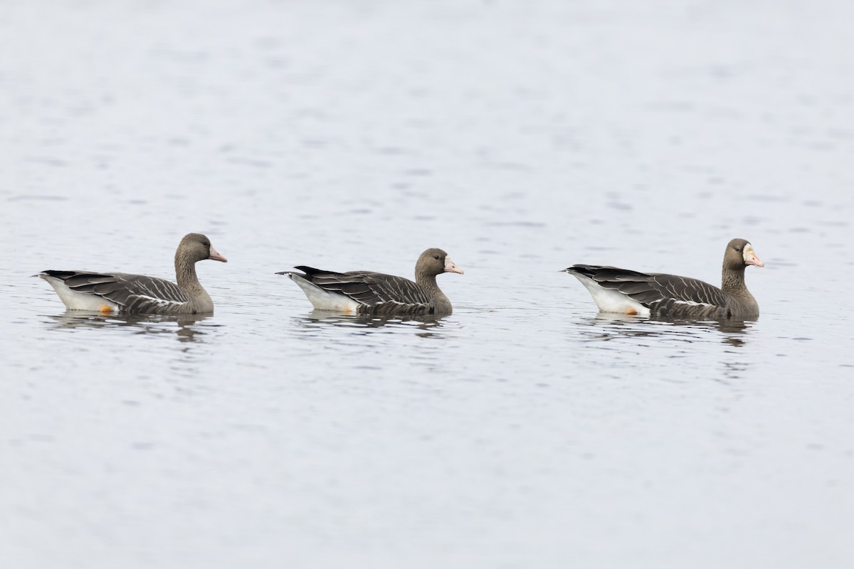 Greater White-fronted Goose (Western) - ML620458714