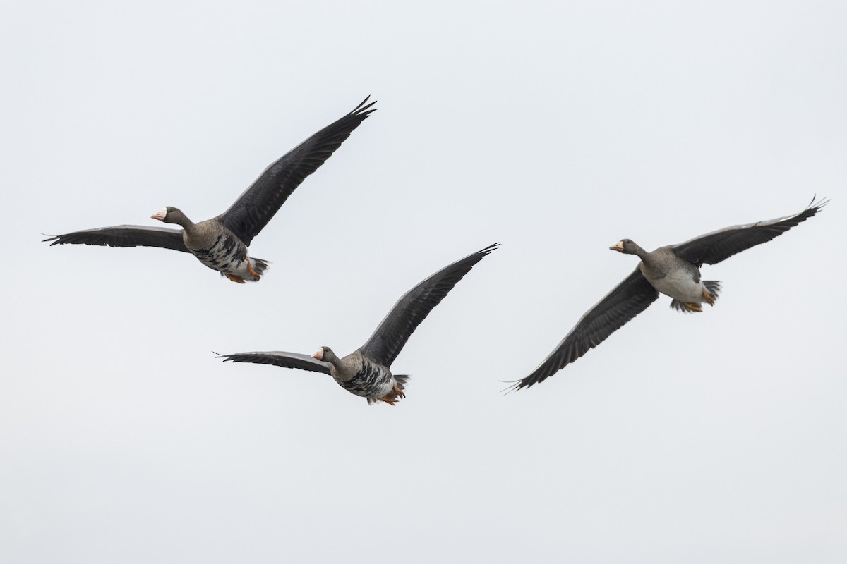 Greater White-fronted Goose - ML620458715