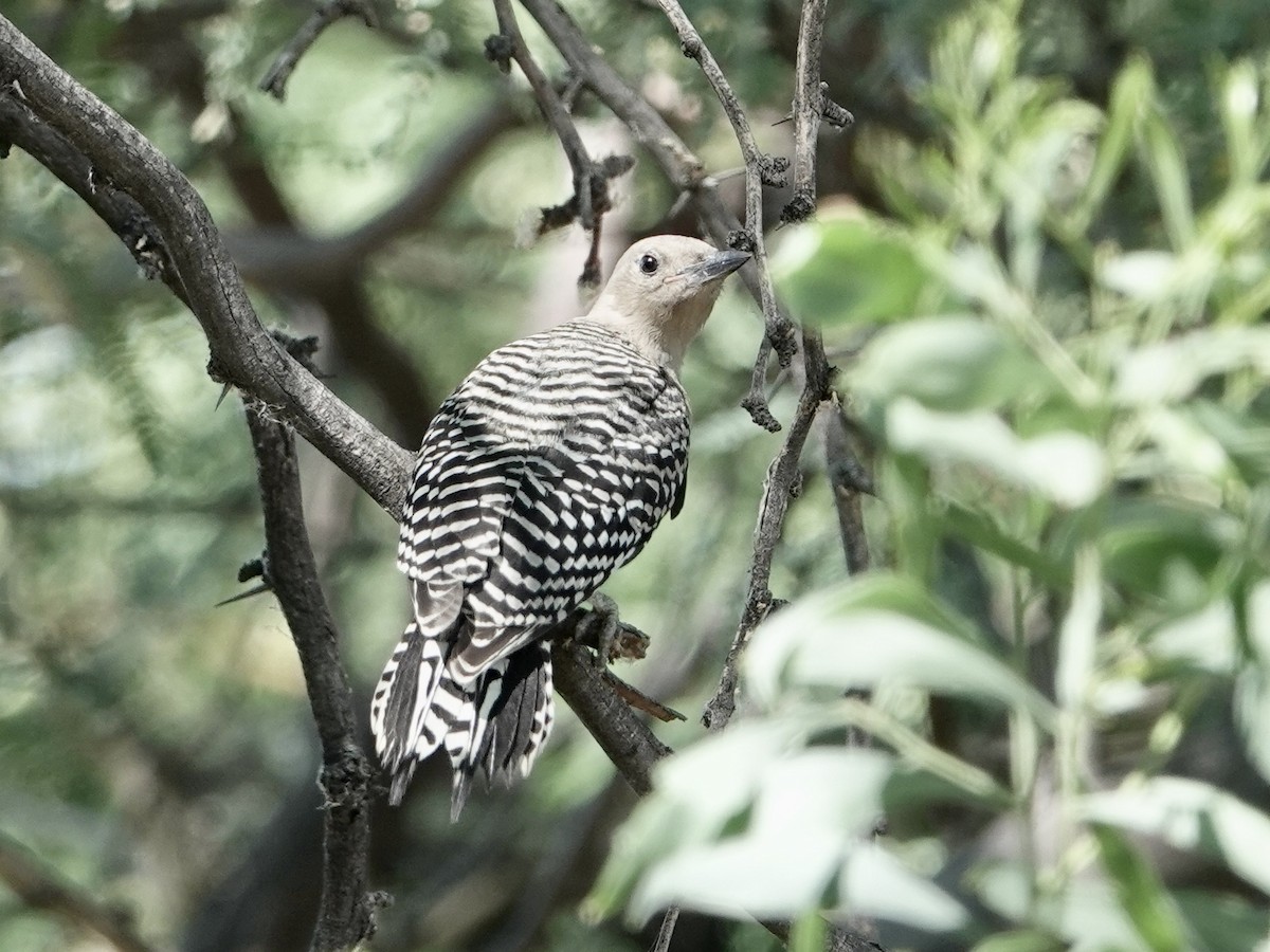 Gila Woodpecker - ML620458717