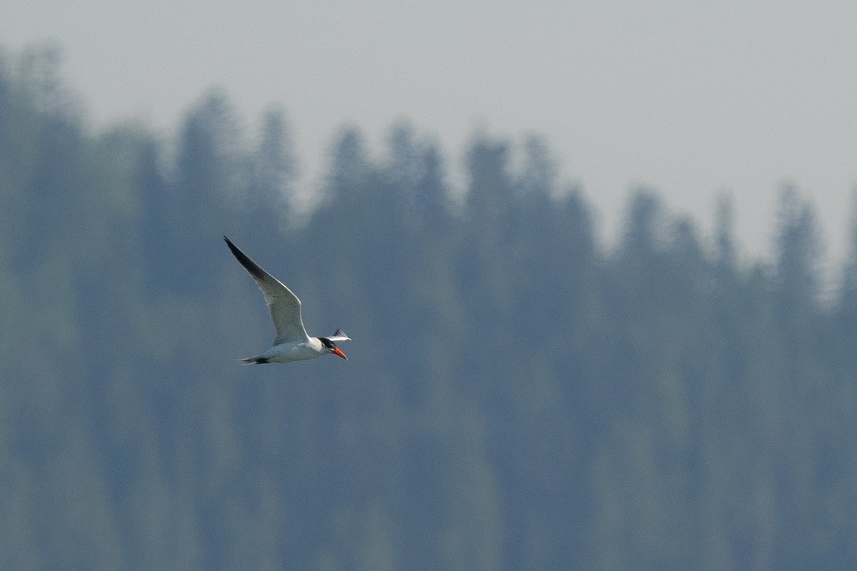 Caspian Tern - ML620458719