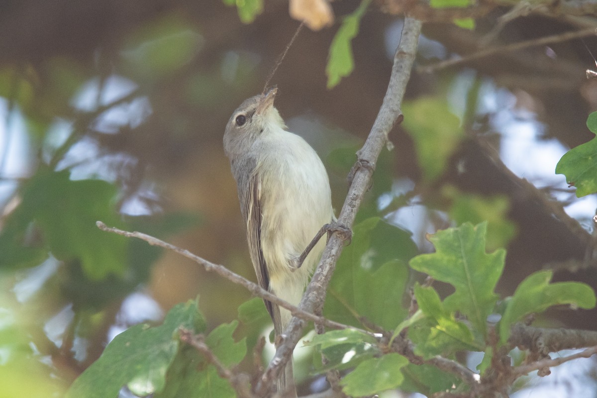 Vireo de Bell (pusillus) - ML620458721