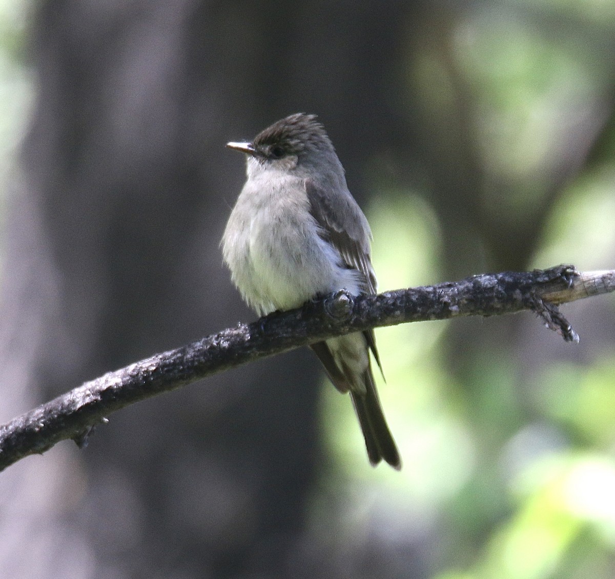 Western Wood-Pewee - ML620458727