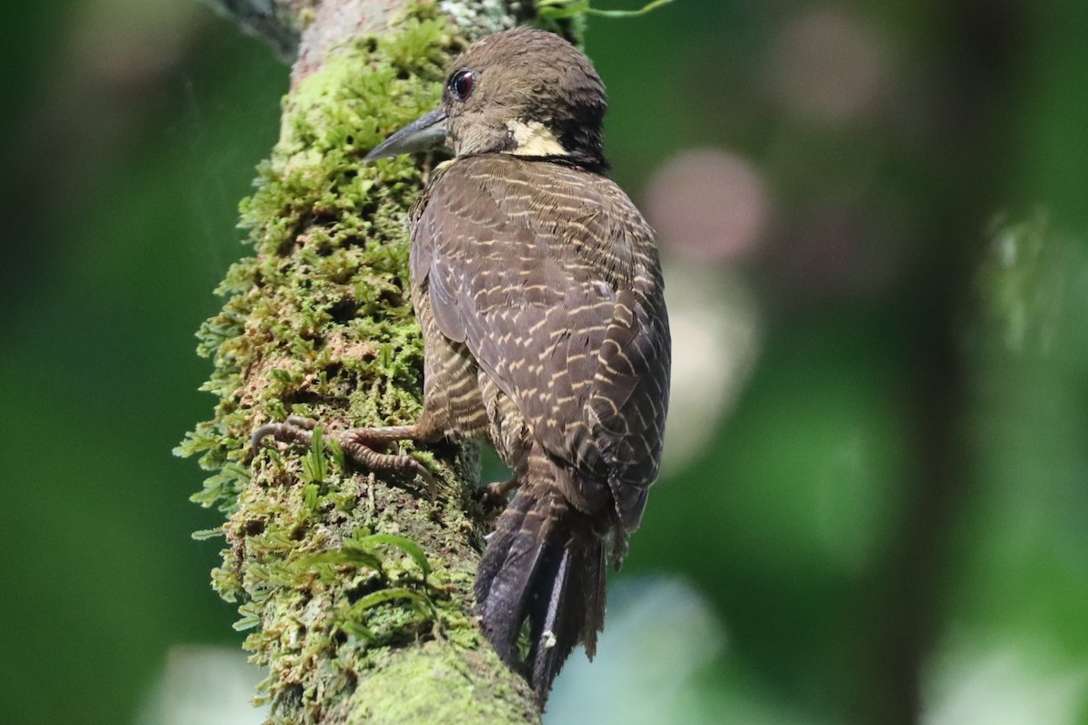 Buff-necked Woodpecker - ML620458731