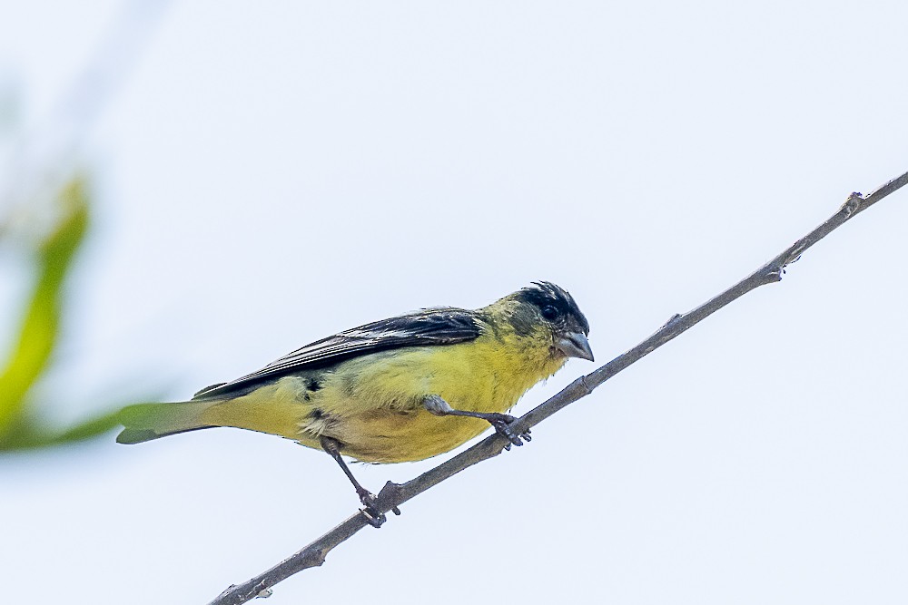 Lesser Goldfinch - ML620458733