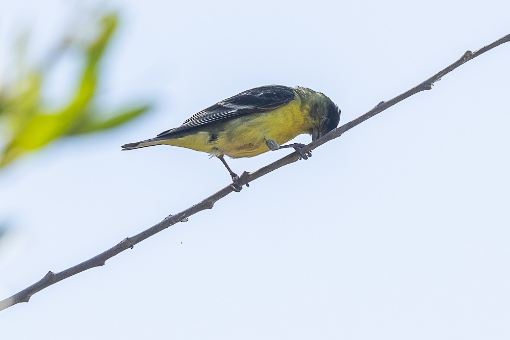 Lesser Goldfinch - James McNamara