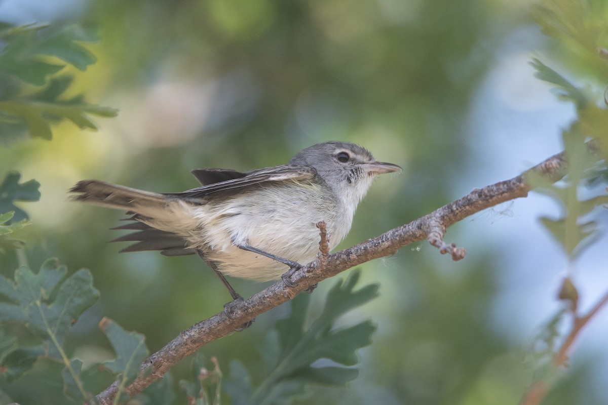 Bell's Vireo (Least) - ML620458738