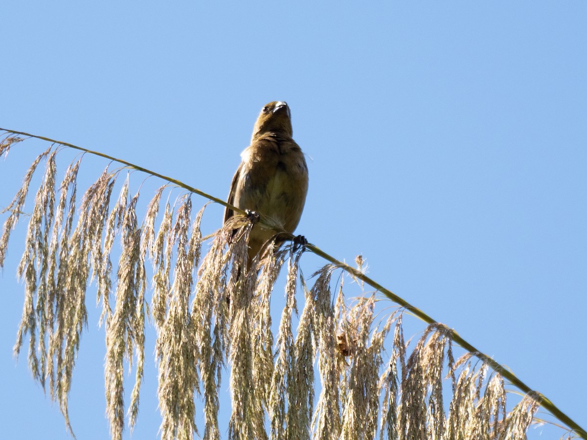 Yellow-bellied Seedeater - ML620458741