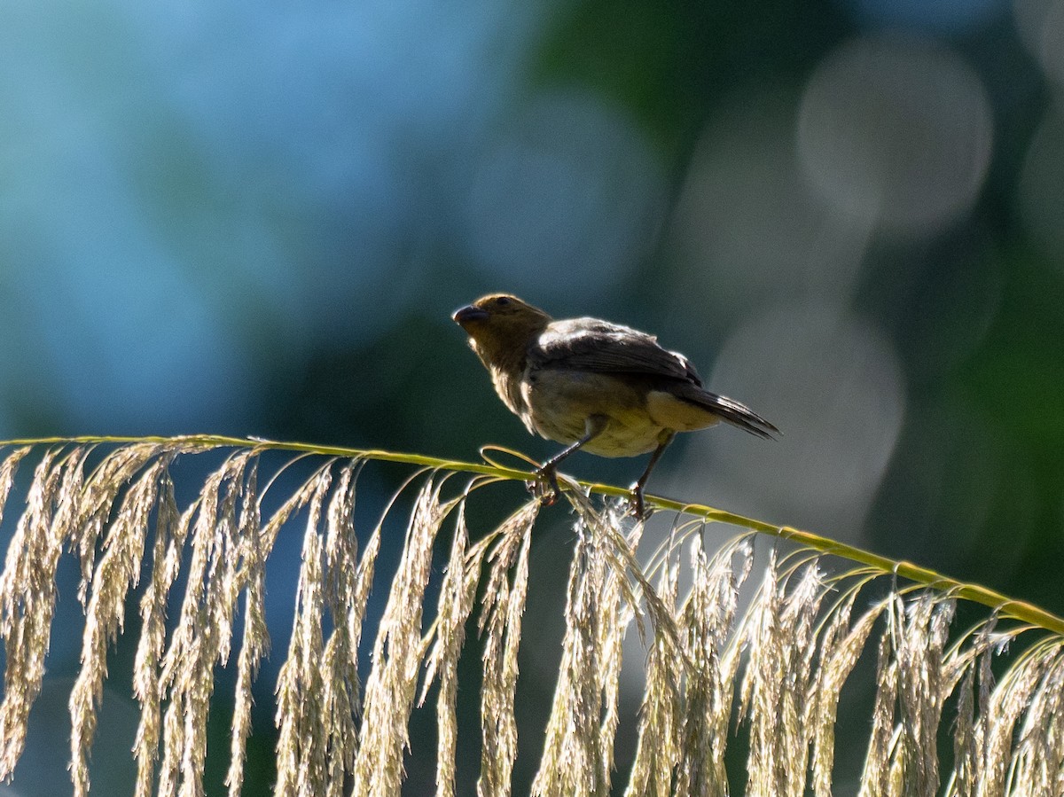 Yellow-bellied Seedeater - ML620458742