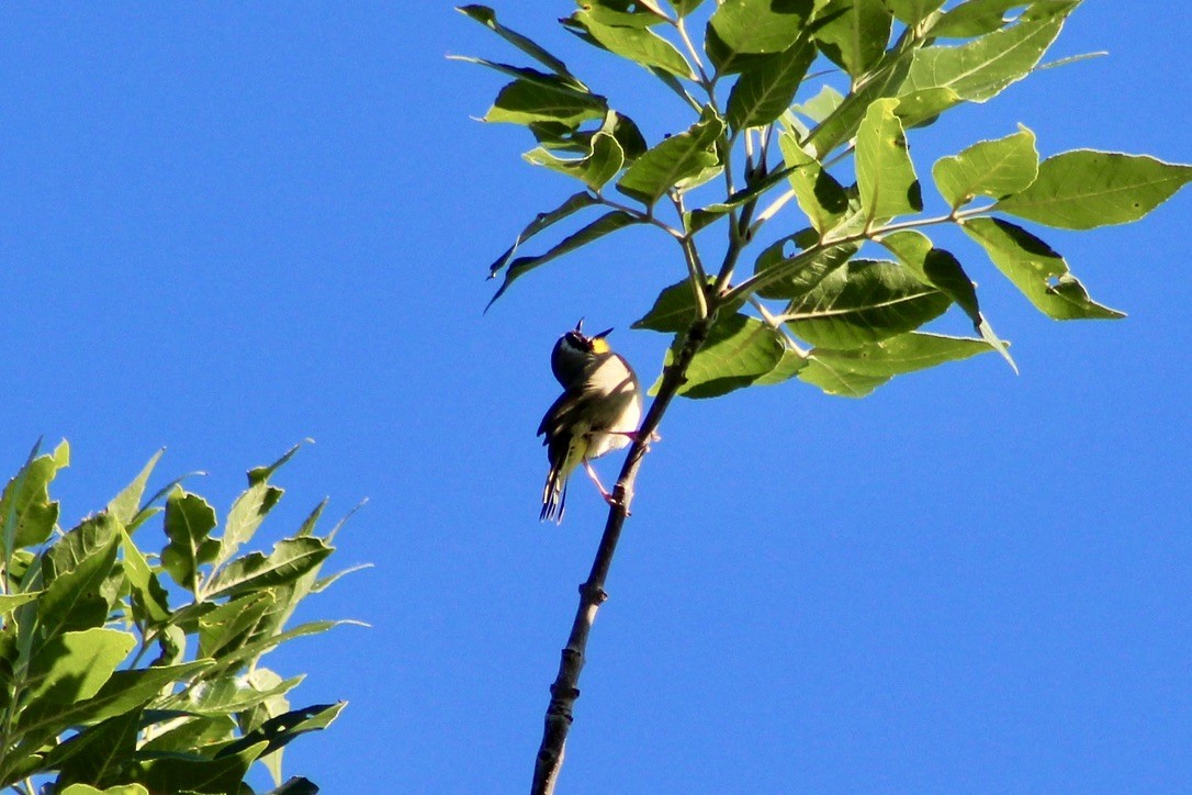 Common Yellowthroat - ML620458743