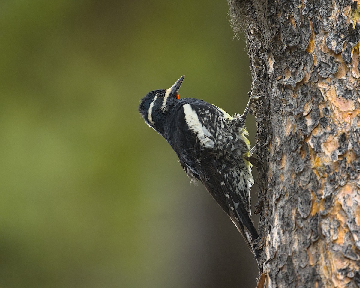 Williamson's Sapsucker - ML620458745