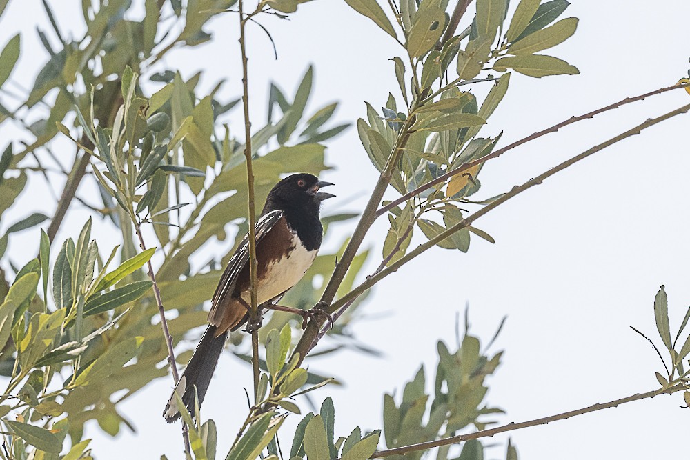 Spotted Towhee - ML620458747