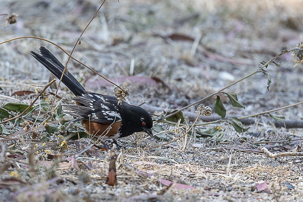 ホシワキアカトウヒチョウ - ML620458748