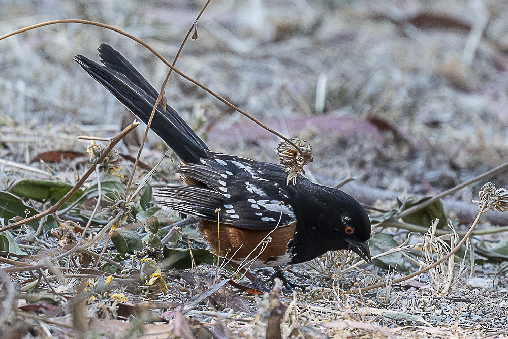Spotted Towhee - ML620458749