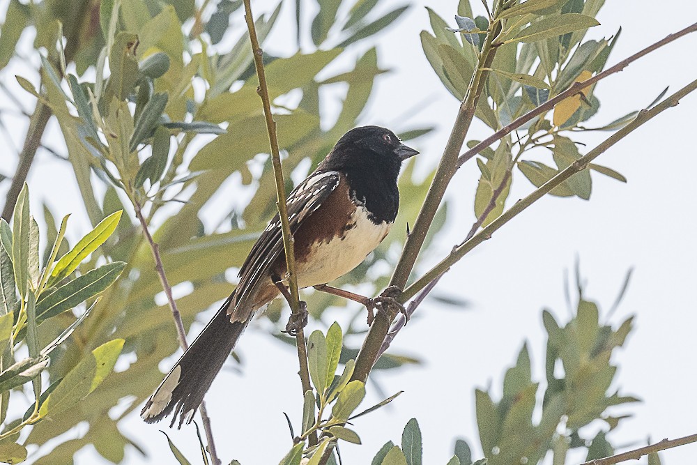 Spotted Towhee - ML620458750
