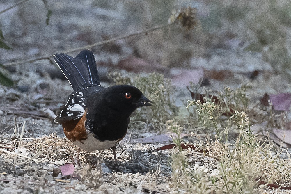 Spotted Towhee - ML620458751