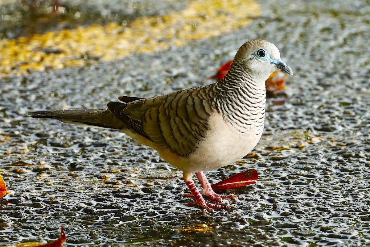 Peaceful Dove - ML620458754