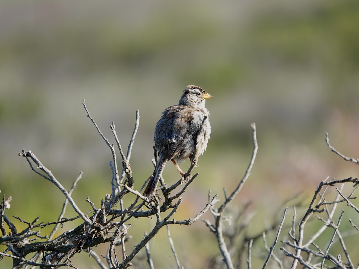 White-crowned Sparrow - ML620458755