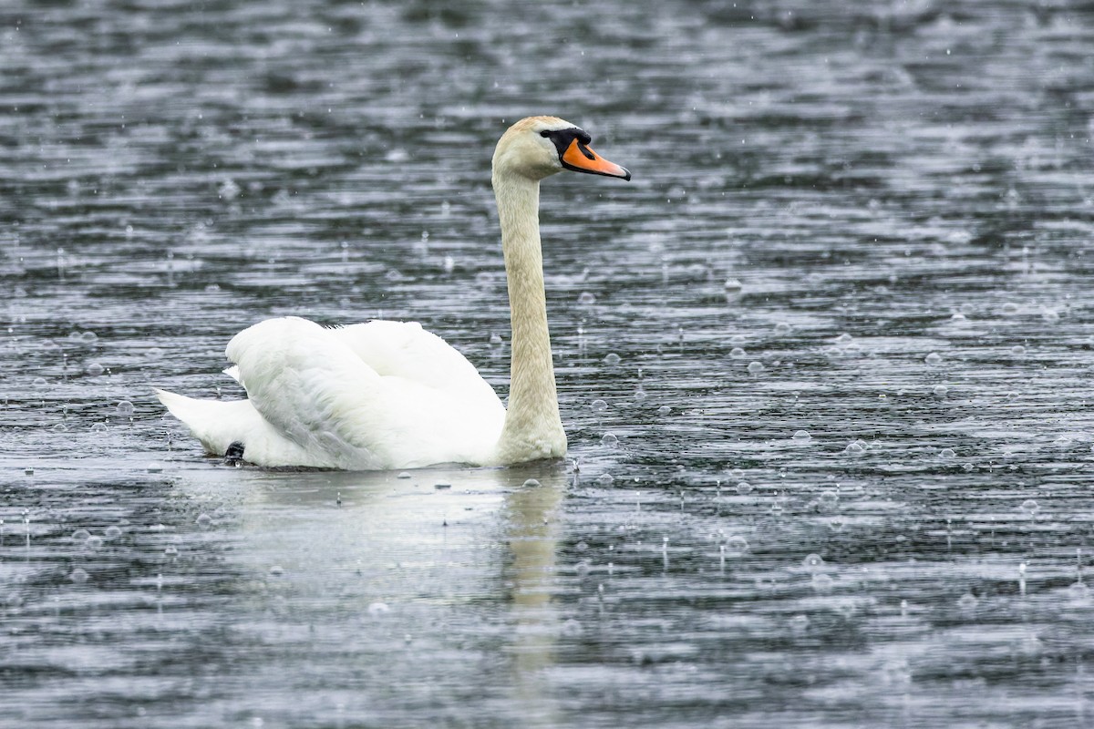 Cygne tuberculé - ML620458764